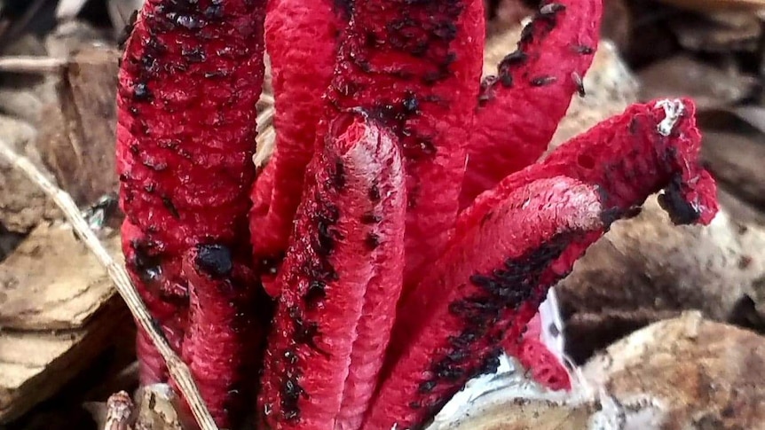 A red stinkhorn fungi emerging from an egg sac on the ground.