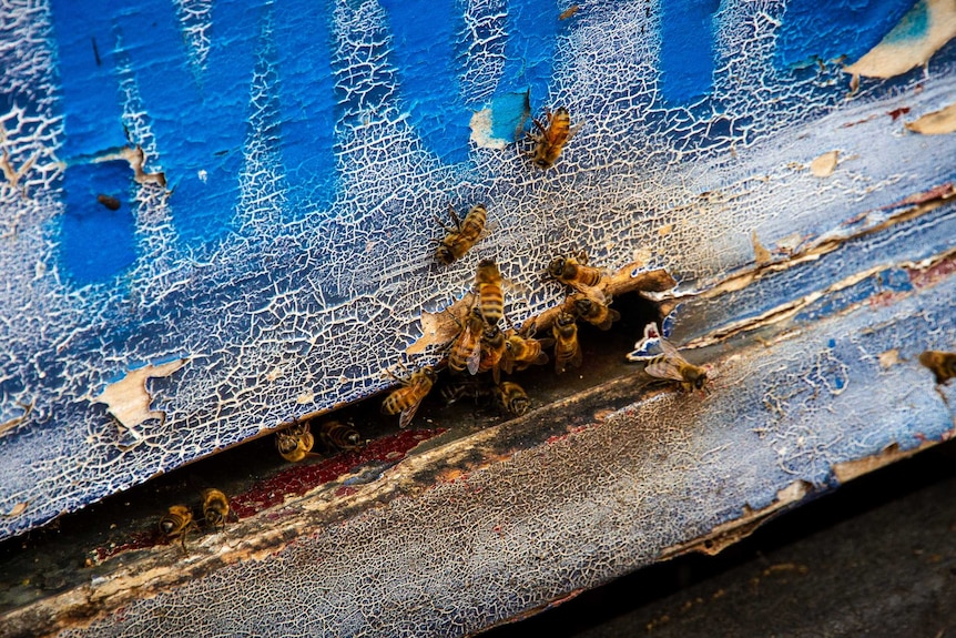 Hives placed in almond orchards