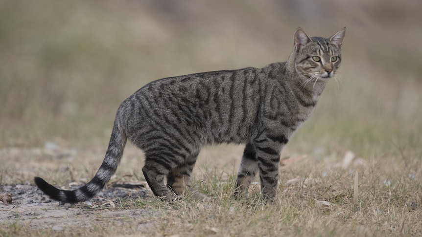 A dark brown striped feral cat standing in grass in Australia