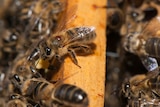 close up of bees working in a hive