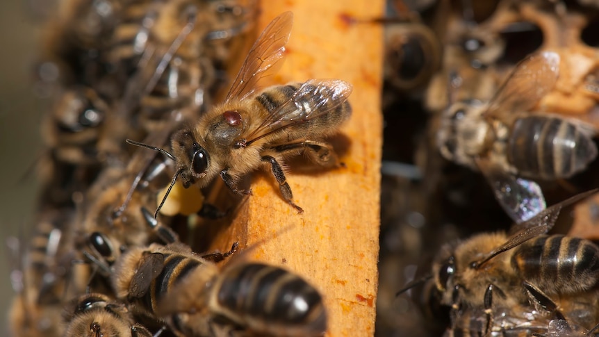 close up of bees working in a hive