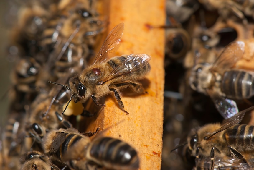 close up of bees working in a hive