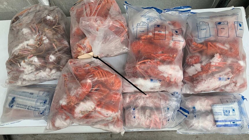 photo of plastic bags containing frozen rock lobster