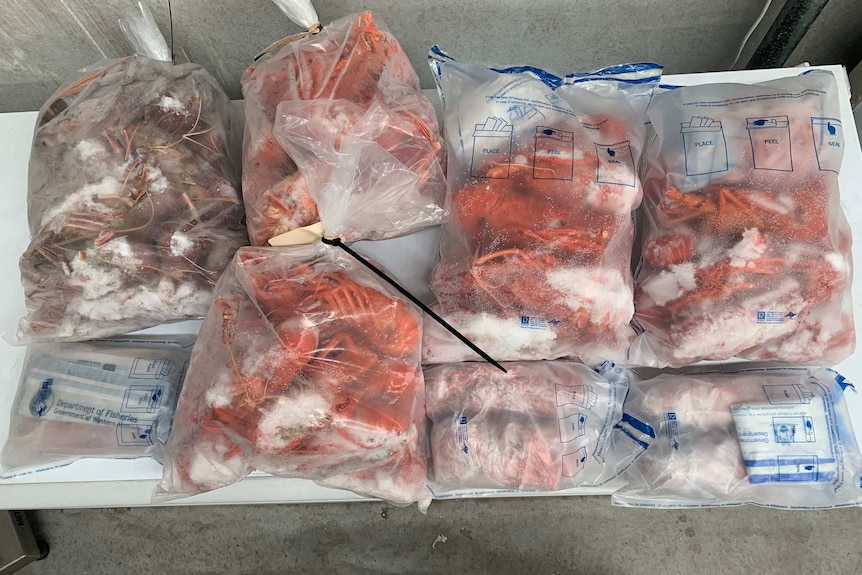 photo of plastic bags containing frozen rock lobster