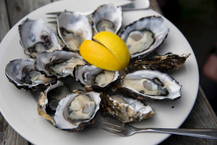 Oysters on a plate