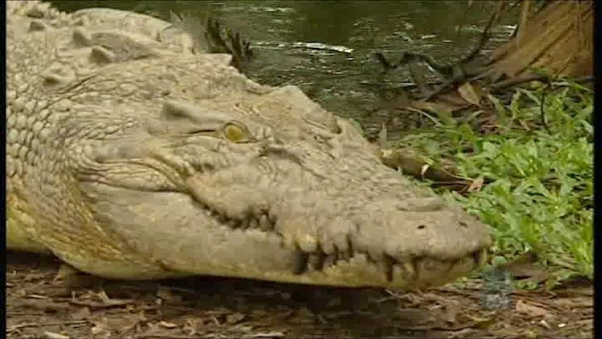 No crocodile hunting in NT: Federal Govt