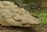 No crocodile hunting in NT: Federal Govt