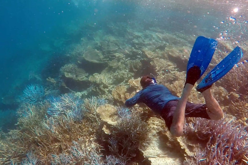 A photo of a snorkeler on the Abrolhos Islands