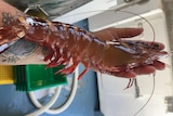 A giant prawn the size of a man's forearm