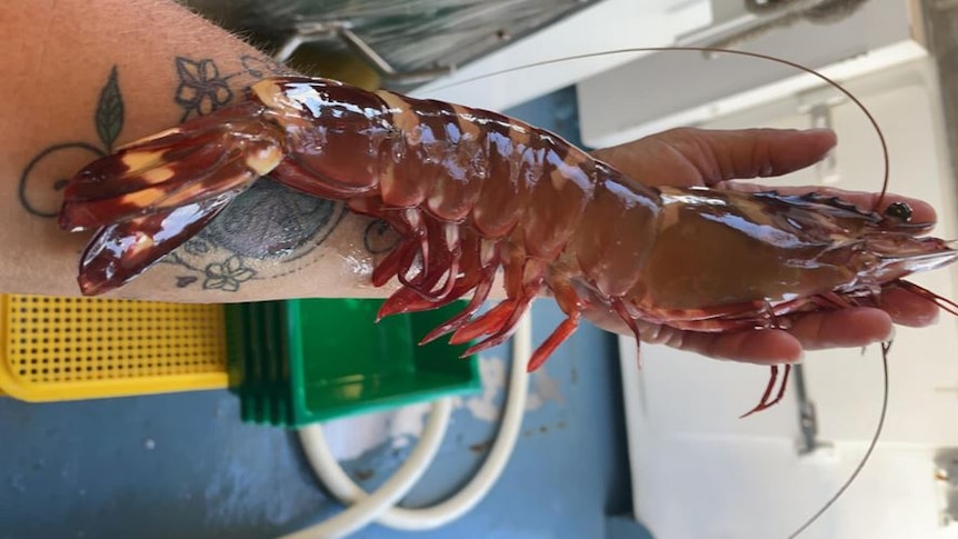 A giant prawn the size of a man's forearm