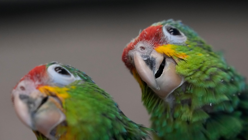 Chirping sounds lead airport officials to bag with smuggled parrot eggs inside