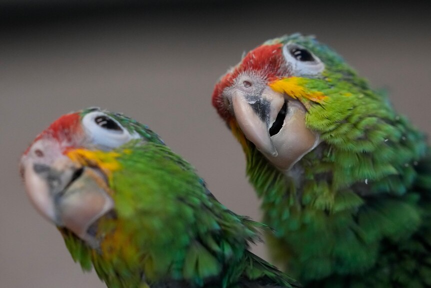 Two smuggled parrots
