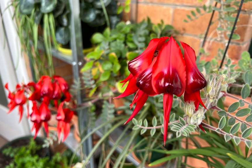 Red and purple Sturt's desert pea flowers hang on a balcony with a sea of other plants behind.