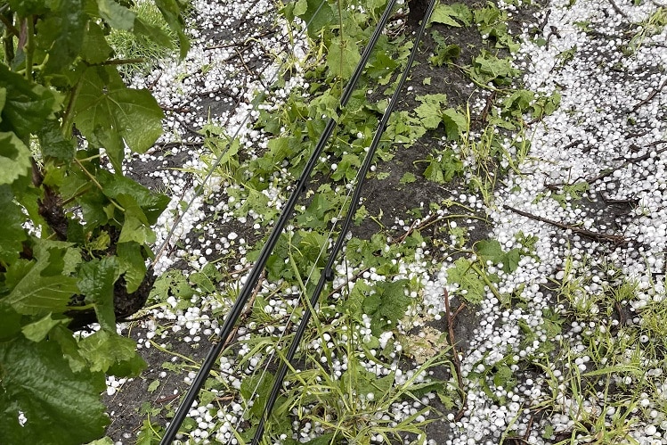 A grape vine in the Huon Valley partially stripped of young buds and leaves by a hail storm