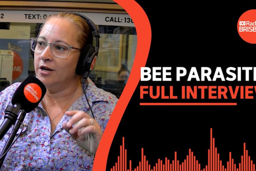 Bee Parasite, Full Interview: Jo Martin gives an interview to ABC Brisbane radio station.