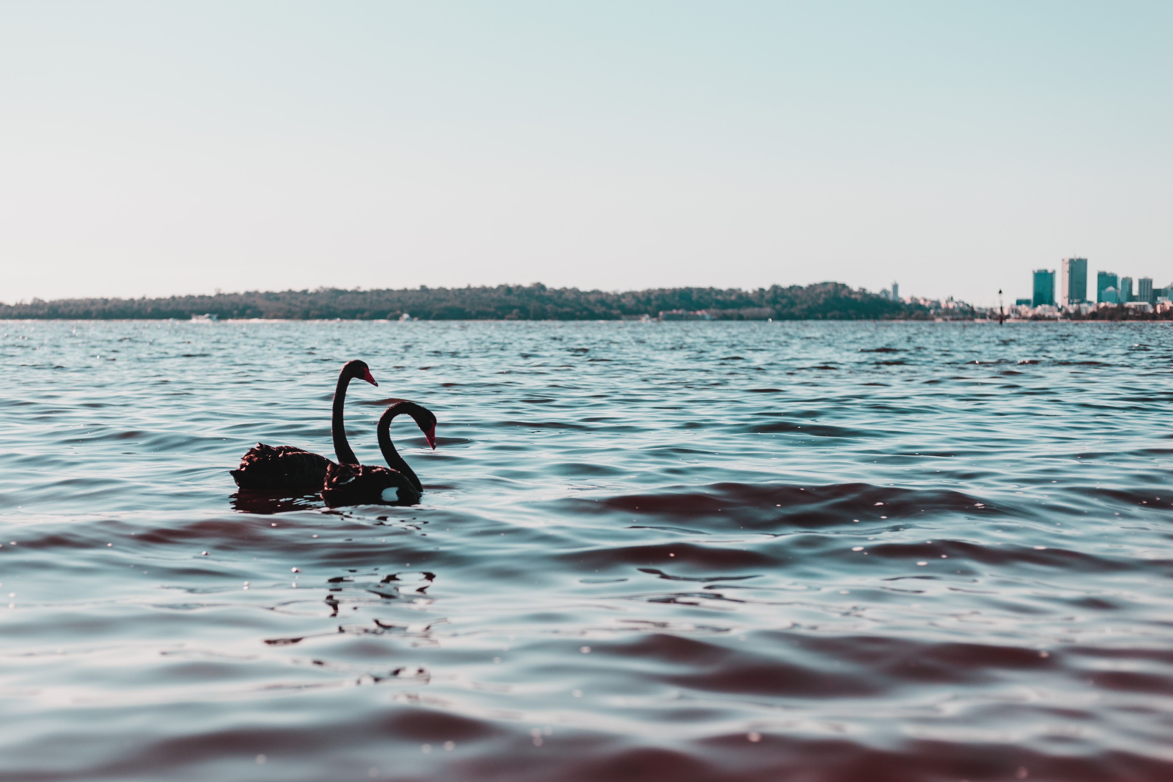 International experts weigh in on Australia’s bird flu response