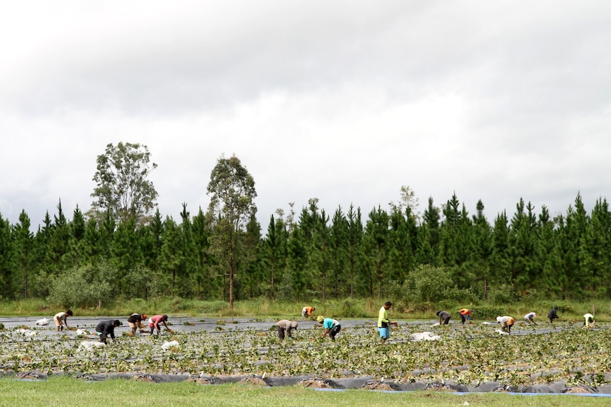 More than a dozen Pacific Islander workers are bending over planting strawberry runners in rows of plastic lined soil 