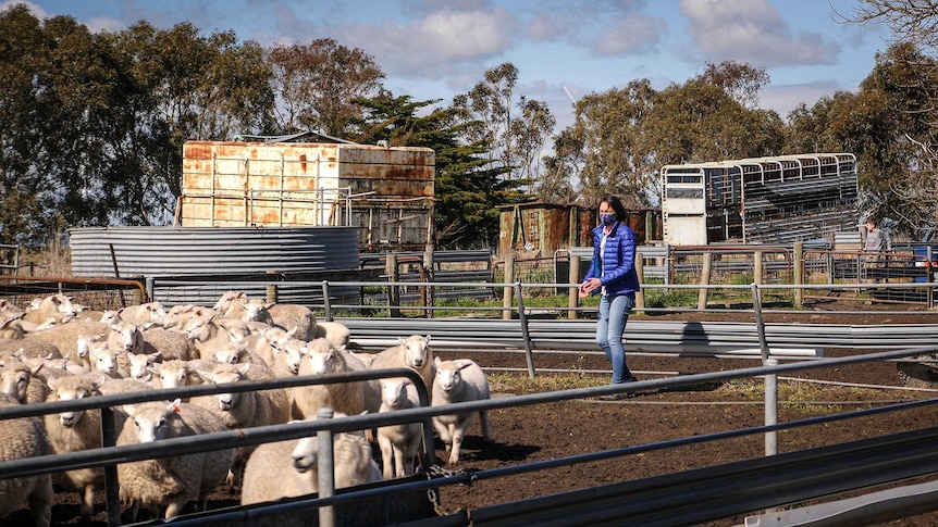 A woman in jeans, purple jacket and face masks herds sheep in holding yards.