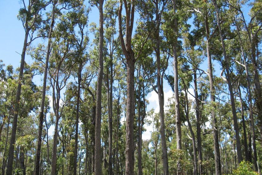 Jarrah trees, Hoffman State Forest WA