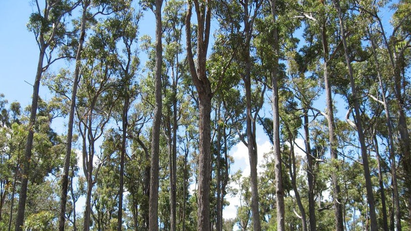 Jarrah trees, Hoffman State Forest WA