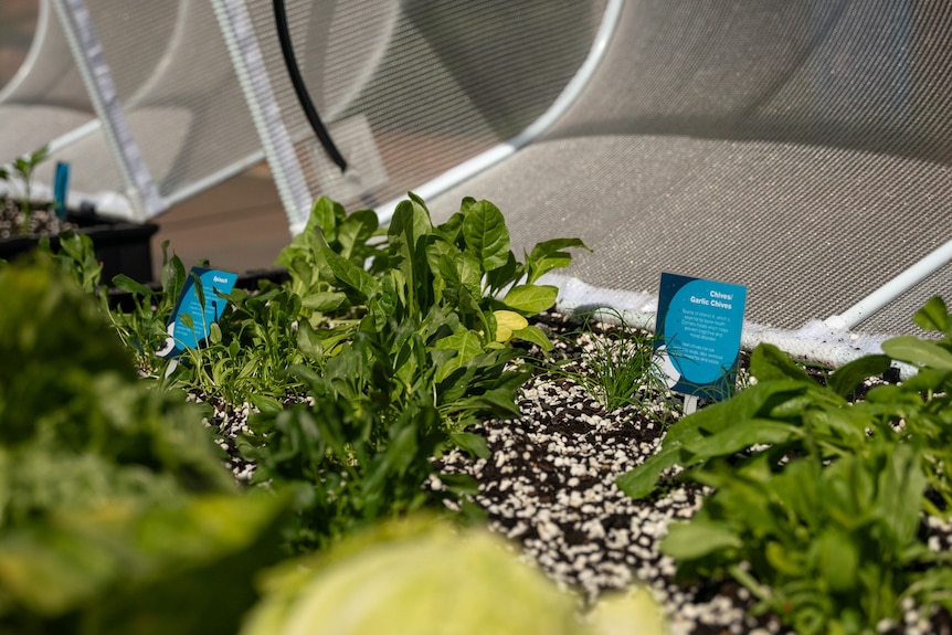 Vegetables planted in a garden pod.