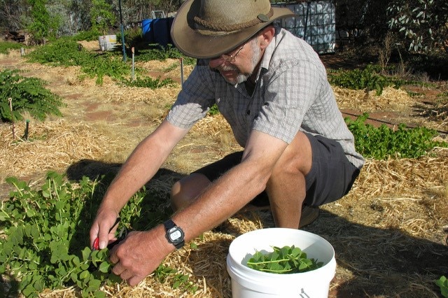 Caper grower Barry Porter harvesting some caper stems and leaves
