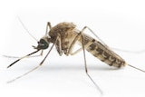 Mosquito close up