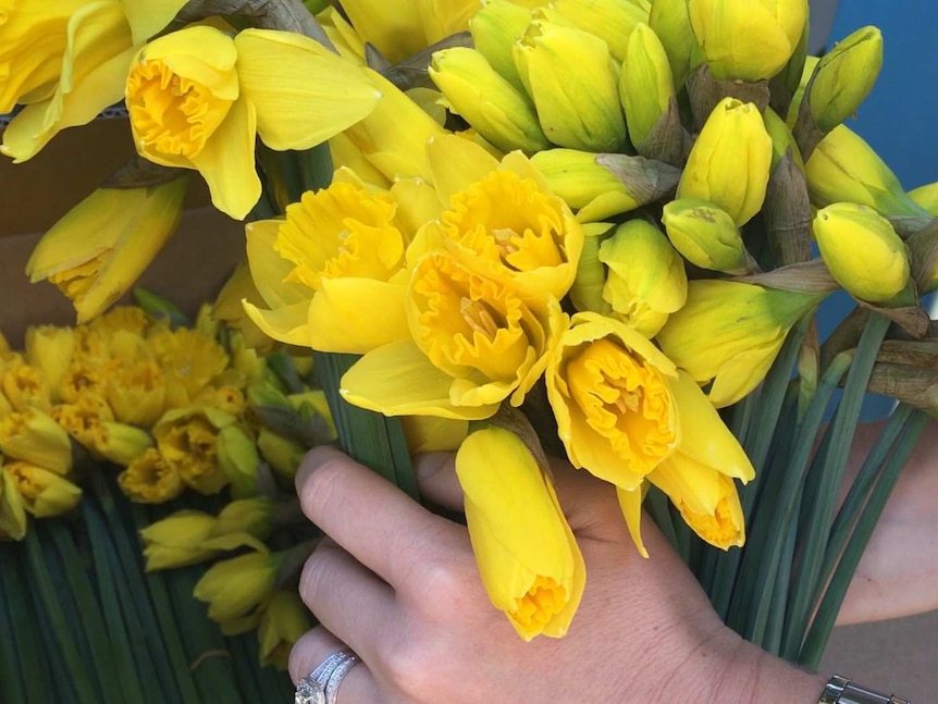 Close up of hands sorting bunches of newly delivered daffodils.