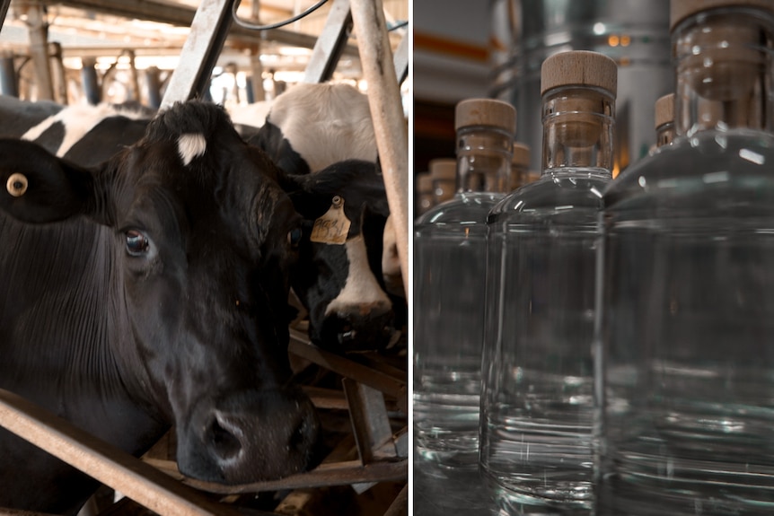 cows, alcohol 
