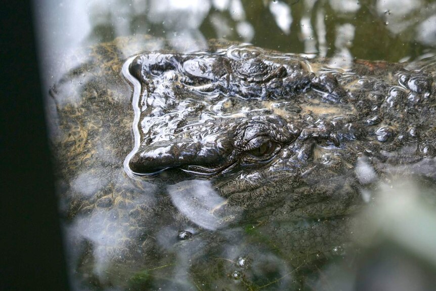 A close-up of a partially submerged crocodile's head.