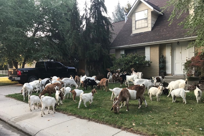 A herd of goats munch on someone's front lawn in an Idaho town.