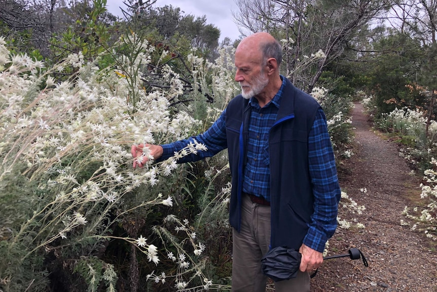 Mike Dodkin admires the flannel flowers in the nature reserve.