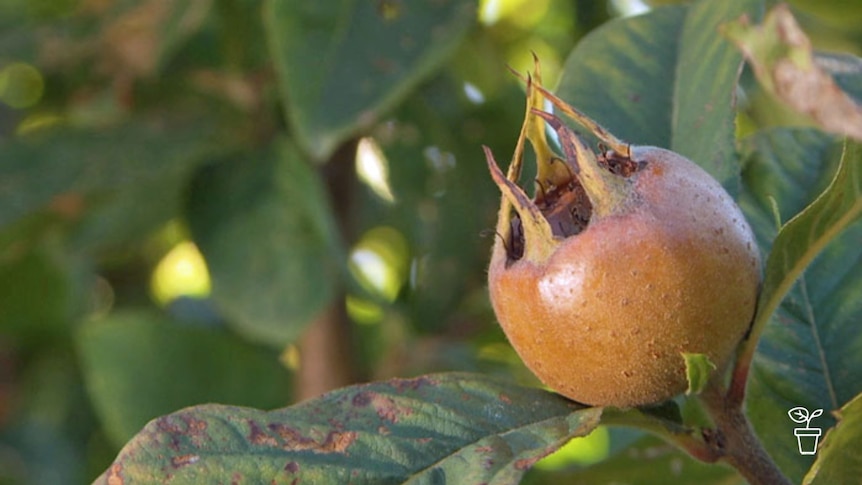 Rust-coloured fruit hanging on tree