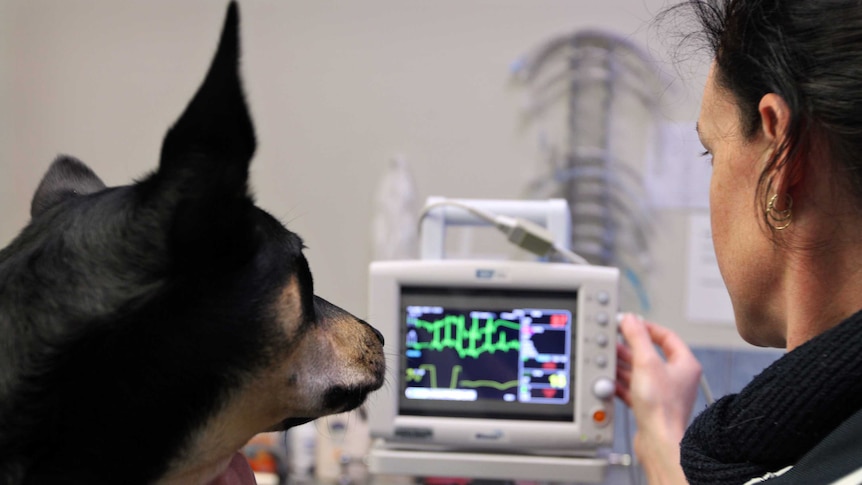 Dog on ECG machine