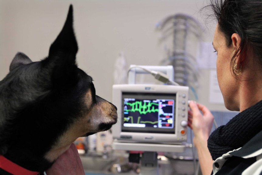 Dog on ECG machine