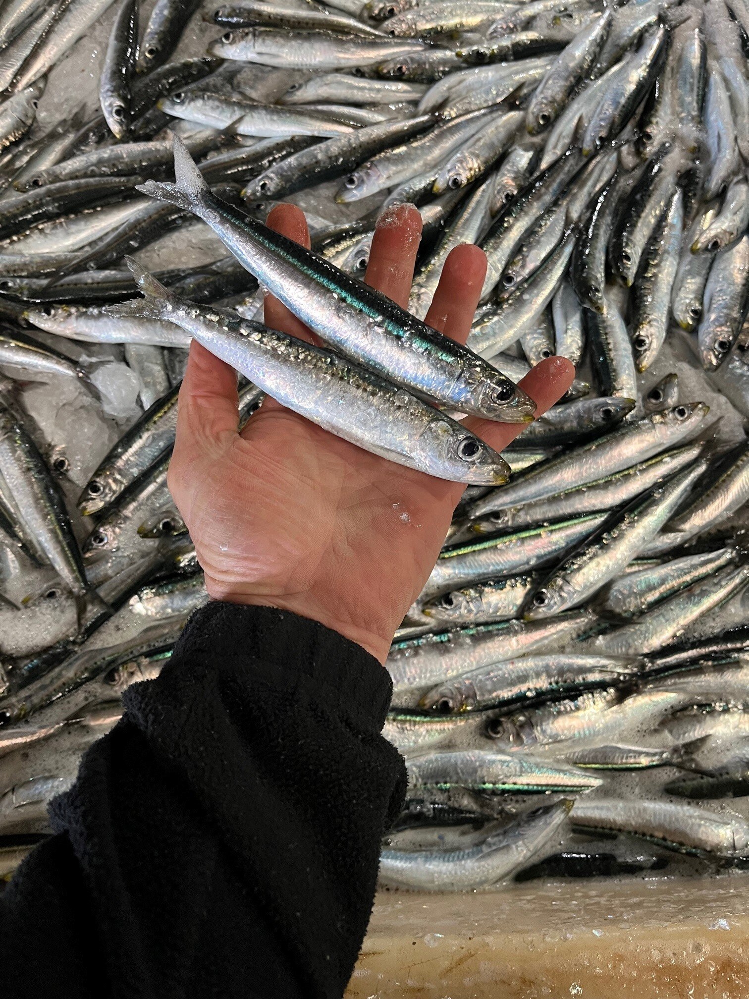 A hand holds up a number of small fish.
