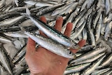 A hand holds up a number of small fish.