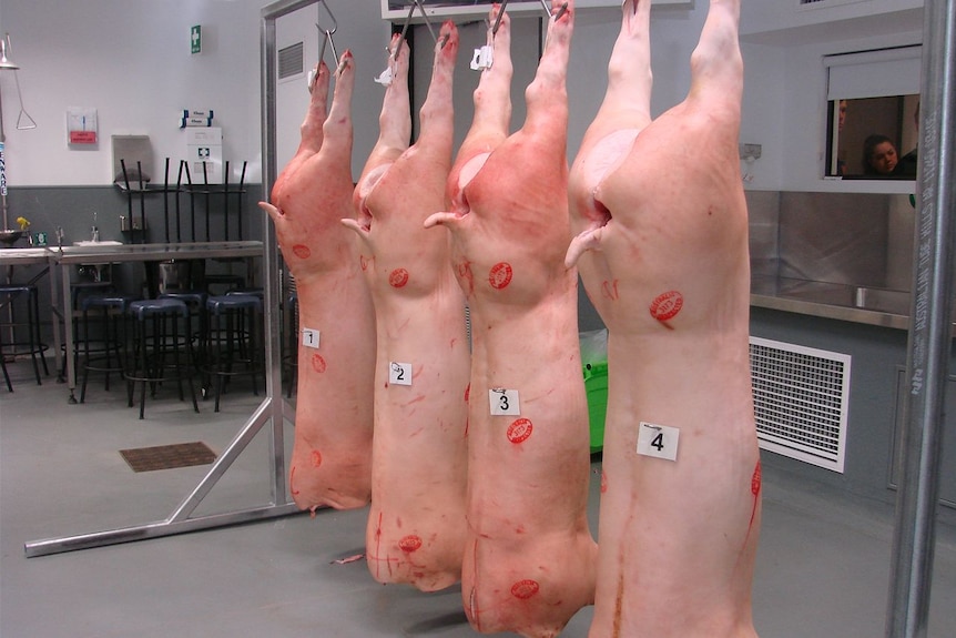 Four pig carcasses hanging hanging in a restaurant kitchen.