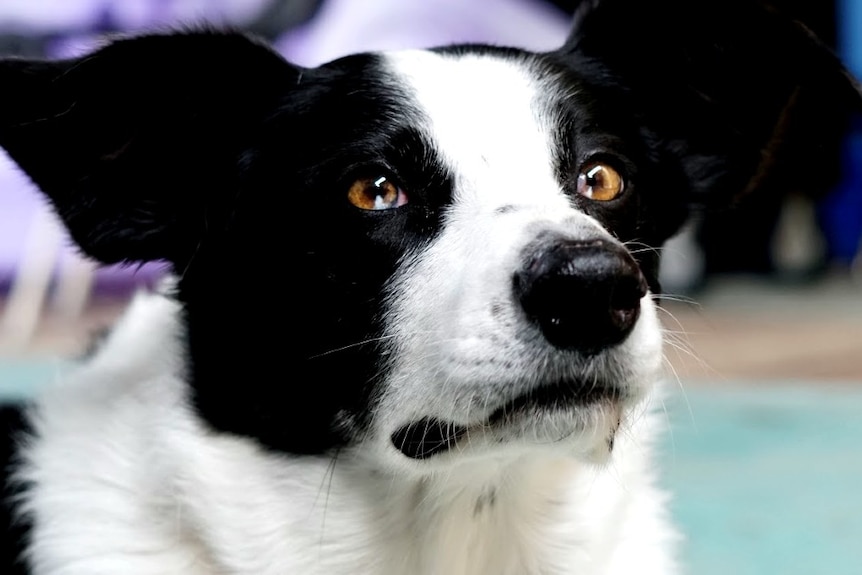 The face of Jeremy's border collie kelpie cross Ellie