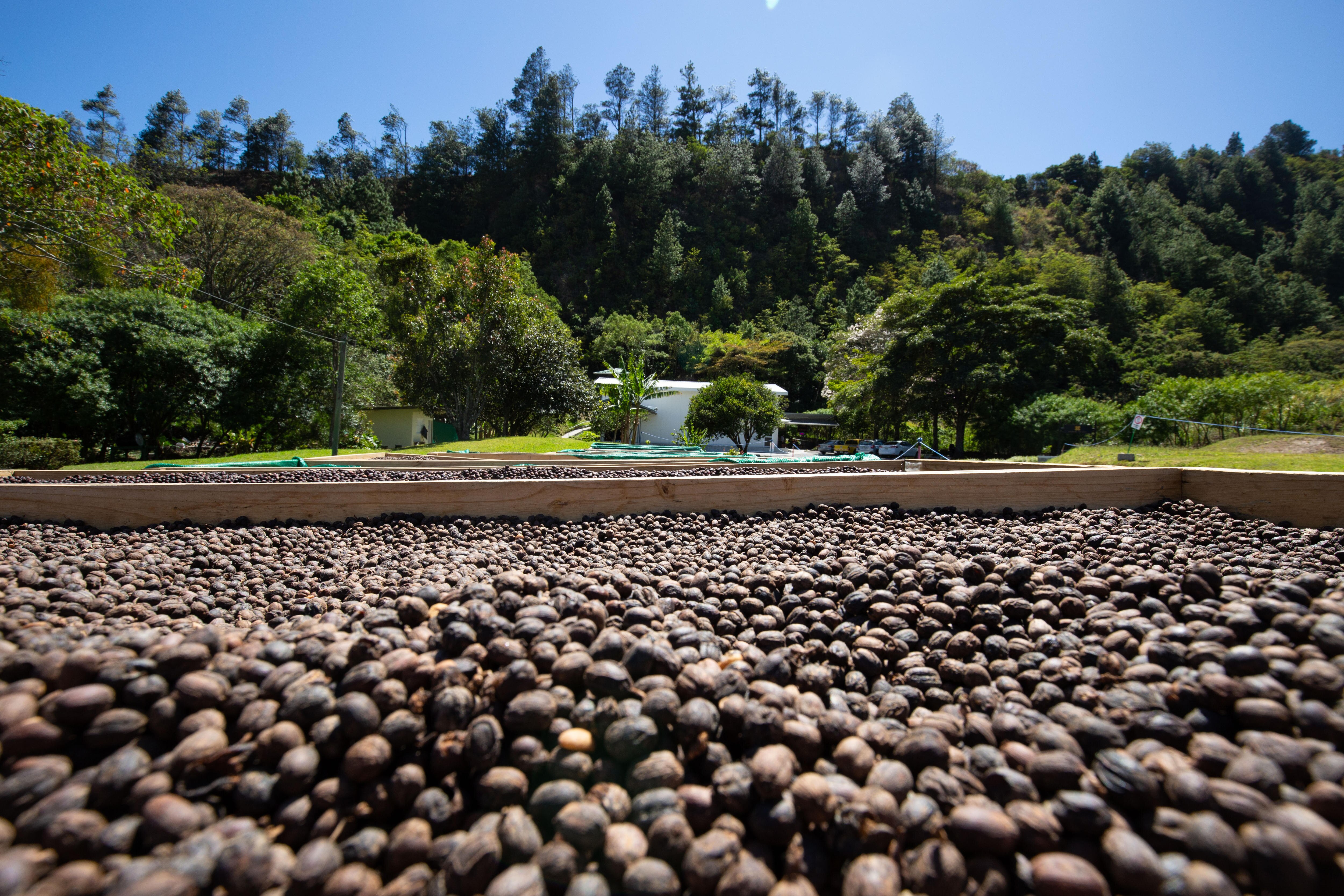 Coffee on a African coffee bed in Panama. 