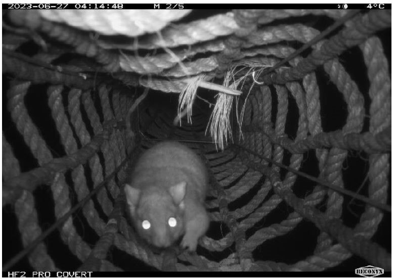 A black and white photo of a possum crawling through a tunnel made with ropes