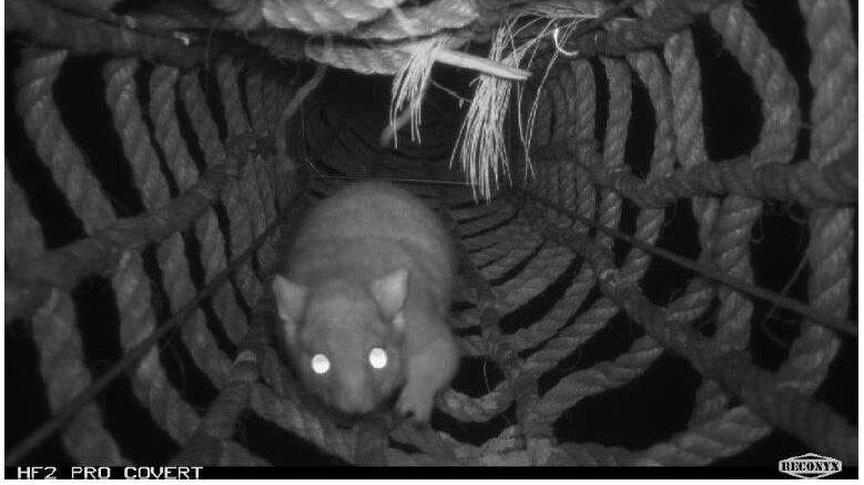 A black and white photo of a possum crawling through a tunnel made of rope.