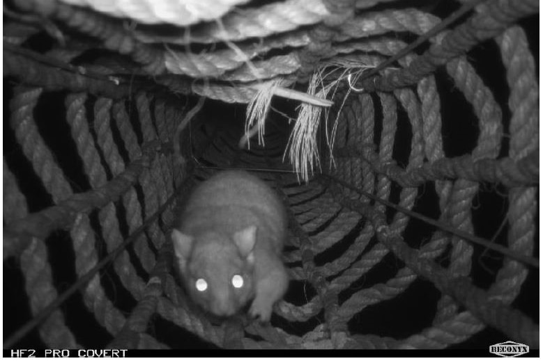 A black and white photo of a possum crawling through a tunnel made with ropes