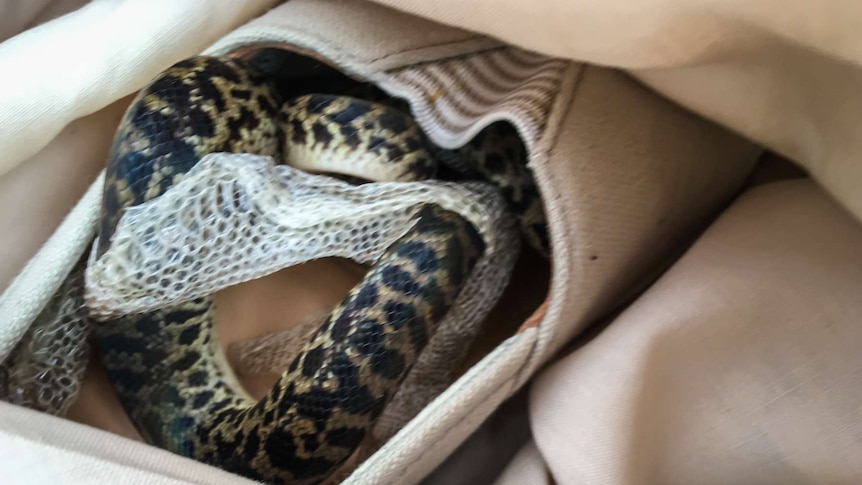 Snake in a shoe in a suitcase