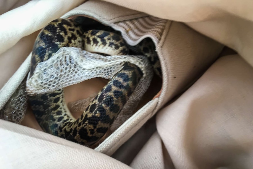 Snake in a shoe in a suitcase