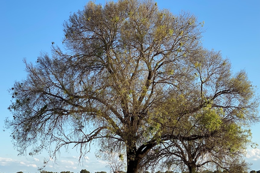 A tree with the left side seemingly defoliated, with much less leaf growth