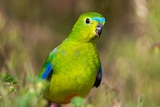 Light green parrot with blue shoulders and orange underside.