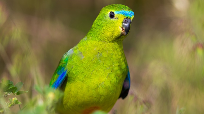 Light green parrot with blue shoulders and orange underside.