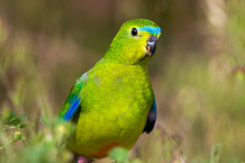 Light green parrot with blue shoulders and orange underside.