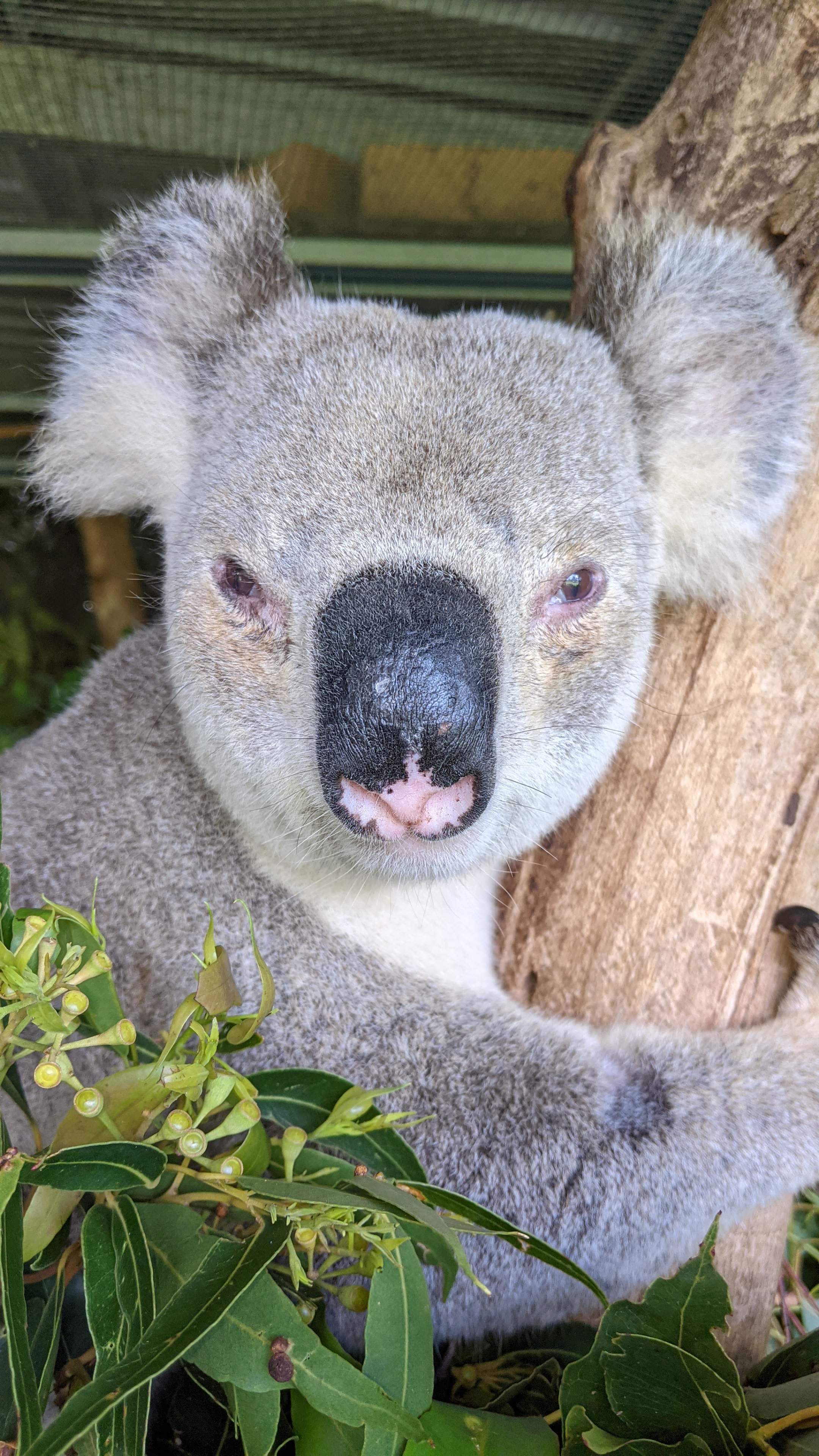 A close-up front on image of a koala on a branch